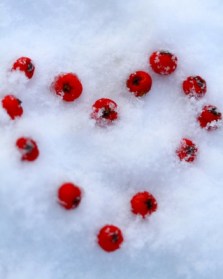 "Berry Snow Heart" by Tina Phillips