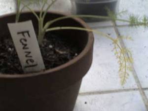 fennel614