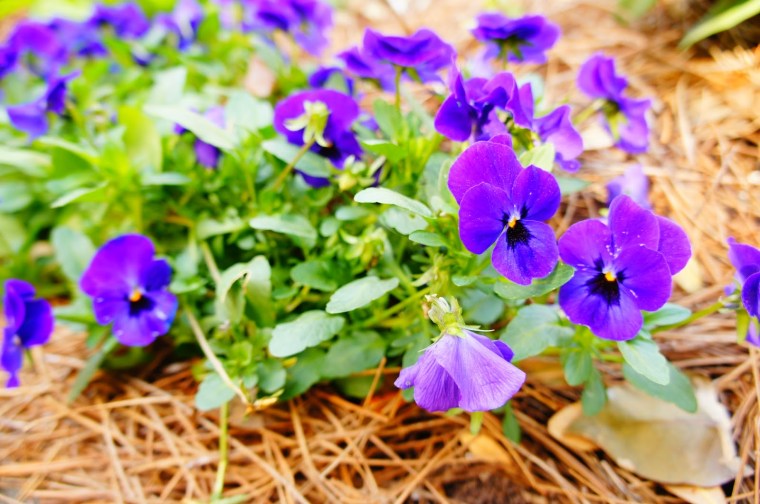 purple flowers by Teper (and Kinkin) 1 Million Free Pictures